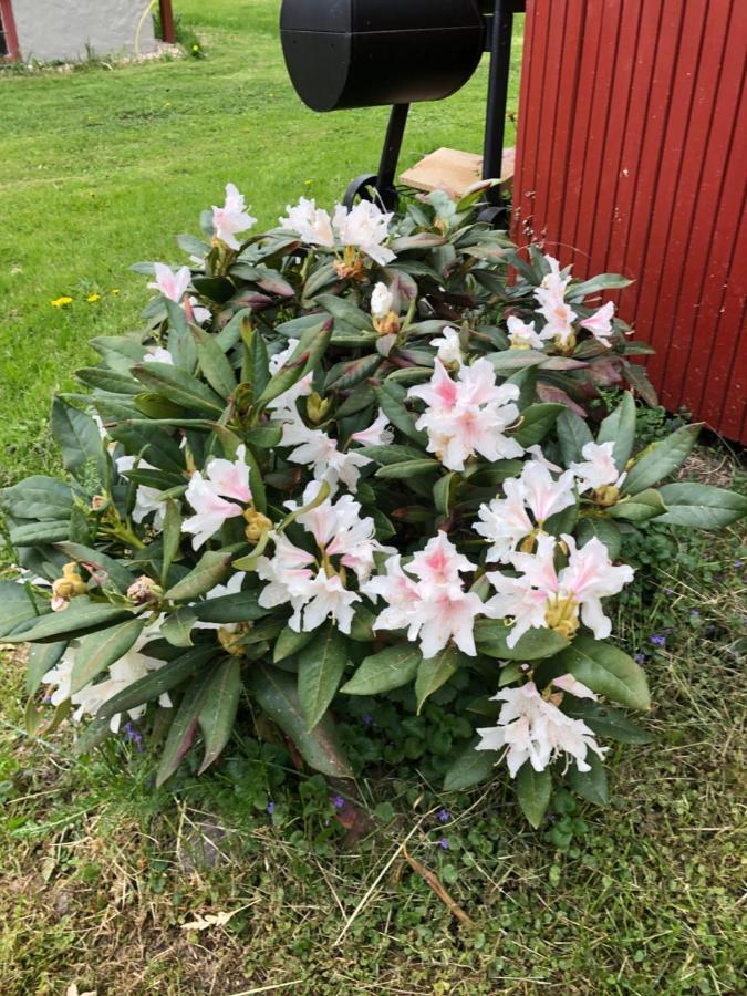 Mysigt Boende I Raettvik Med Utsikt Oever Siljan Extérieur photo